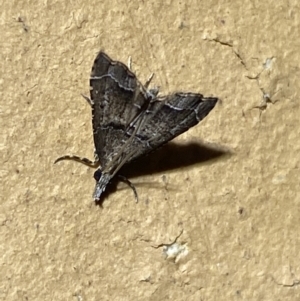 Diplopseustis perieresalis at Jerrabomberra, NSW - suppressed