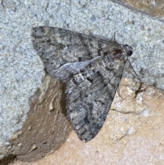 Lipogya eutheta (Grey Bark Moth) at QPRC LGA - 20 Jan 2022 by Steve_Bok