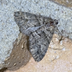 Lipogya eutheta (Grey Bark Moth) at Jerrabomberra, NSW - 20 Jan 2022 by SteveBorkowskis