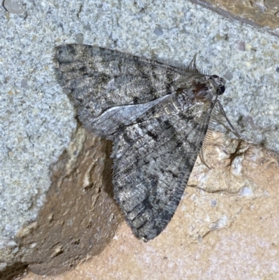 Lipogya eutheta (Grey Bark Moth) at Jerrabomberra, NSW - 20 Jan 2022 by Steve_Bok