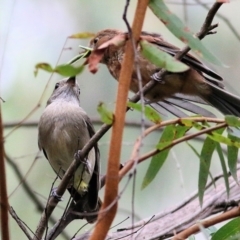 Pachycephala pectoralis (Golden Whistler) at Lochiel, NSW - 5 Jan 2022 by KylieWaldon