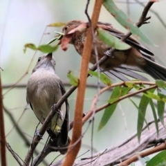 Pachycephala pectoralis (Golden Whistler) at Lochiel, NSW - 4 Jan 2022 by KylieWaldon