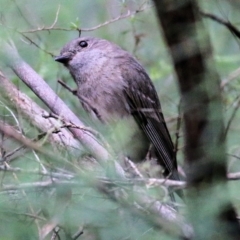 Pachycephala pectoralis at Lochiel, NSW - 5 Jan 2022