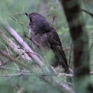 Pachycephala pectoralis at Lochiel, NSW - 5 Jan 2022