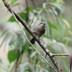 Pachycephala pectoralis at Lochiel, NSW - 5 Jan 2022