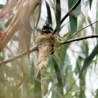 Rhipidura albiscapa (Grey Fantail) at Yurammie State Forest - 5 Jan 2022 by KylieWaldon