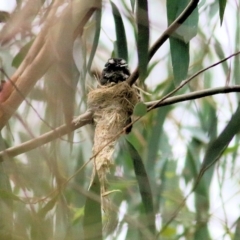 Rhipidura albiscapa (Grey Fantail) at Lochiel, NSW - 4 Jan 2022 by KylieWaldon