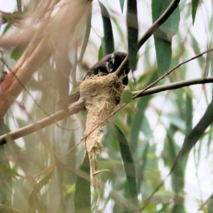 Rhipidura albiscapa at Lochiel, NSW - 5 Jan 2022 07:58 AM