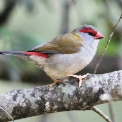 Neochmia temporalis (Red-browed Finch) at Lochiel, NSW - 4 Jan 2022 by KylieWaldon