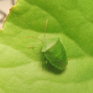 Cuspicona simplex at Conder, ACT - 19 Nov 2021