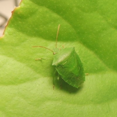 Cuspicona simplex (Green potato bug) at Pollinator-friendly garden Conder - 19 Nov 2021 by michaelb