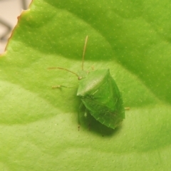 Cuspicona simplex (Green potato bug) at Conder, ACT - 19 Nov 2021 by michaelb