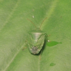 Cuspicona simplex at Conder, ACT - 19 Nov 2021