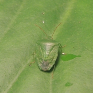 Cuspicona simplex at Conder, ACT - 19 Nov 2021