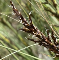 Gahnia subaequiglumis (Bog Saw-sedge) at Gibraltar Pines - 20 Jan 2022 by JaneR