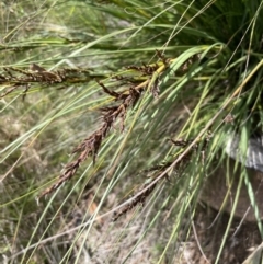 Gahnia subaequiglumis at Paddys River, ACT - 20 Jan 2022 11:39 AM