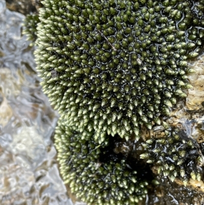 Unidentified Moss, Liverwort or Hornwort at Cotter River, ACT - 20 Jan 2022 by JaneR