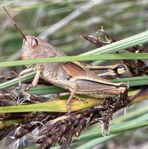 Percassa rugifrons at Paddys River, ACT - 20 Jan 2022