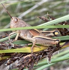 Percassa rugifrons (Mountain Grasshopper) at Paddys River, ACT - 20 Jan 2022 by JaneR
