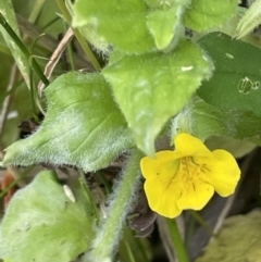 Erythranthe moschata (Musk) at Gibraltar Pines - 20 Jan 2022 by JaneR