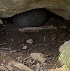 Vombatus ursinus (Common wombat, Bare-nosed Wombat) at Molonglo Valley, ACT - 19 Jan 2022 by AJB