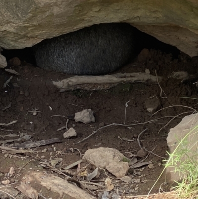 Vombatus ursinus (Common wombat, Bare-nosed Wombat) at Piney Ridge - 19 Jan 2022 by AJB