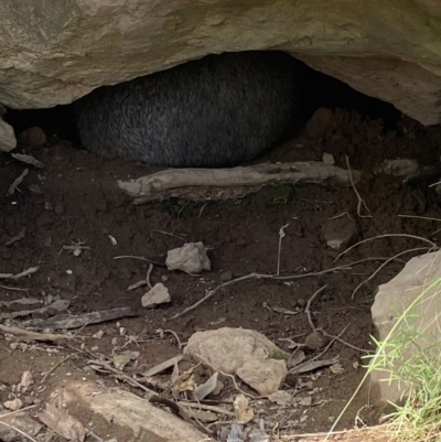 Vombatus ursinus (Common wombat, Bare-nosed Wombat) at Block 402 - 19 Jan 2022 by AJB