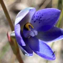 Thelymitra simulata (Graceful Sun-orchid) at Molonglo Valley, ACT - 31 Oct 2021 by AJB