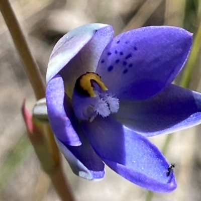 Thelymitra simulata (Graceful Sun-orchid) at Block 402 - 31 Oct 2021 by AJB