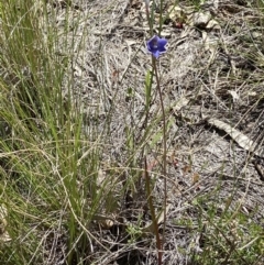 Thelymitra simulata at Molonglo Valley, ACT - 31 Oct 2021