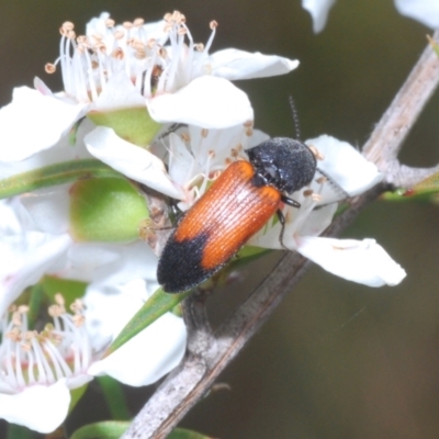 Anilicus xanthomus (A click beetle) at Lower Cotter Catchment - 17 Jan 2022 by Harrisi