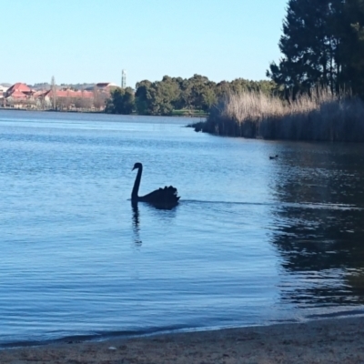 Cygnus atratus (Black Swan) at Greenway, ACT - 11 Sep 2021 by DrDJDavidJ