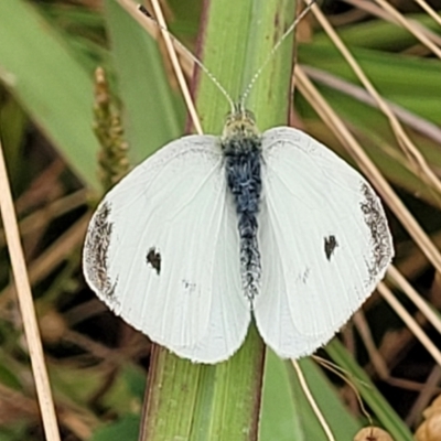 Pieris rapae (Cabbage White) at Lake George, NSW - 21 Jan 2022 by trevorpreston