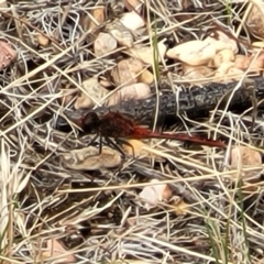 Diplacodes bipunctata (Wandering Percher) at QPRC LGA - 20 Jan 2022 by tpreston