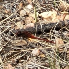 Diplacodes bipunctata at Lake George, NSW - 21 Jan 2022