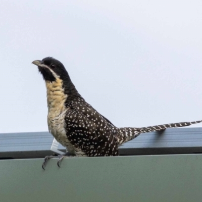 Eudynamys orientalis (Pacific Koel) at Jerrabomberra, NSW - 19 Jan 2022 by MarkT