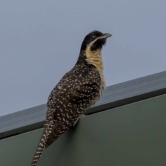 Eudynamys orientalis at Jerrabomberra, NSW - 19 Jan 2022