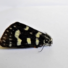 Phalaenoides tristifica (Willow-herb Day-moth) at Crooked Corner, NSW - 21 Jan 2022 by Milly