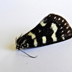 Phalaenoides tristifica at Crooked Corner, NSW - 21 Jan 2022 12:51 PM