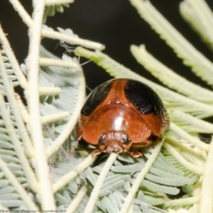 Dicranosterna immaculata (Acacia leaf beetle) at Hall, ACT - 21 Jan 2022 by Roger