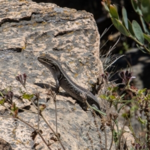 Liopholis whitii at Uriarra, NSW - 13 Jan 2022