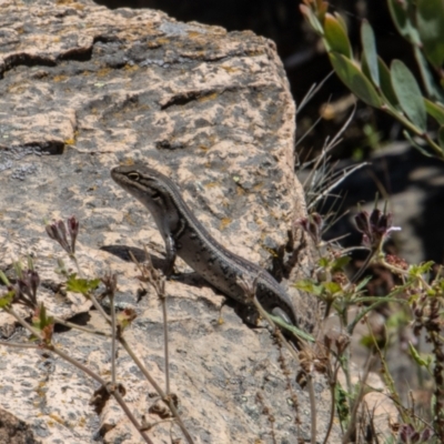 Liopholis whitii (White's Skink) at Uriarra, NSW - 13 Jan 2022 by SWishart