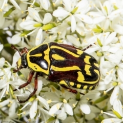 Eupoecila australasiae (Fiddler Beetle) at Stromlo, ACT - 21 Jan 2022 by Roger
