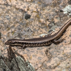 Eulamprus heatwolei at Uriarra, NSW - 13 Jan 2022