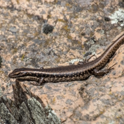 Eulamprus heatwolei (Yellow-bellied Water Skink) at Brindabella National Park - 13 Jan 2022 by SWishart