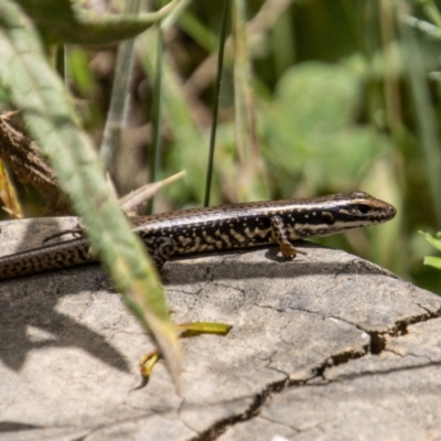 Eulamprus heatwolei (Yellow-bellied Water Skink) at Brindabella National Park - 13 Jan 2022 by SWishart