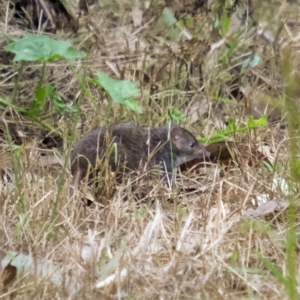 Antechinus mimetes mimetes at Eden, NSW - 21 Jan 2022 06:36 AM