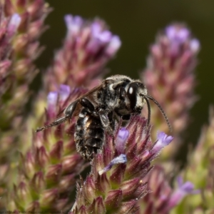 Lipotriches (Austronomia) muscosa at Stromlo, ACT - 21 Jan 2022