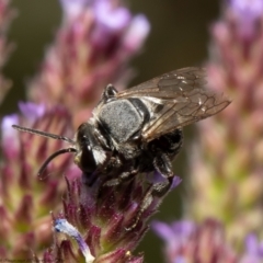 Lipotriches (Austronomia) muscosa at Stromlo, ACT - 21 Jan 2022