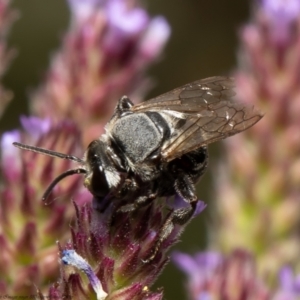 Lipotriches (Austronomia) muscosa at Stromlo, ACT - 21 Jan 2022